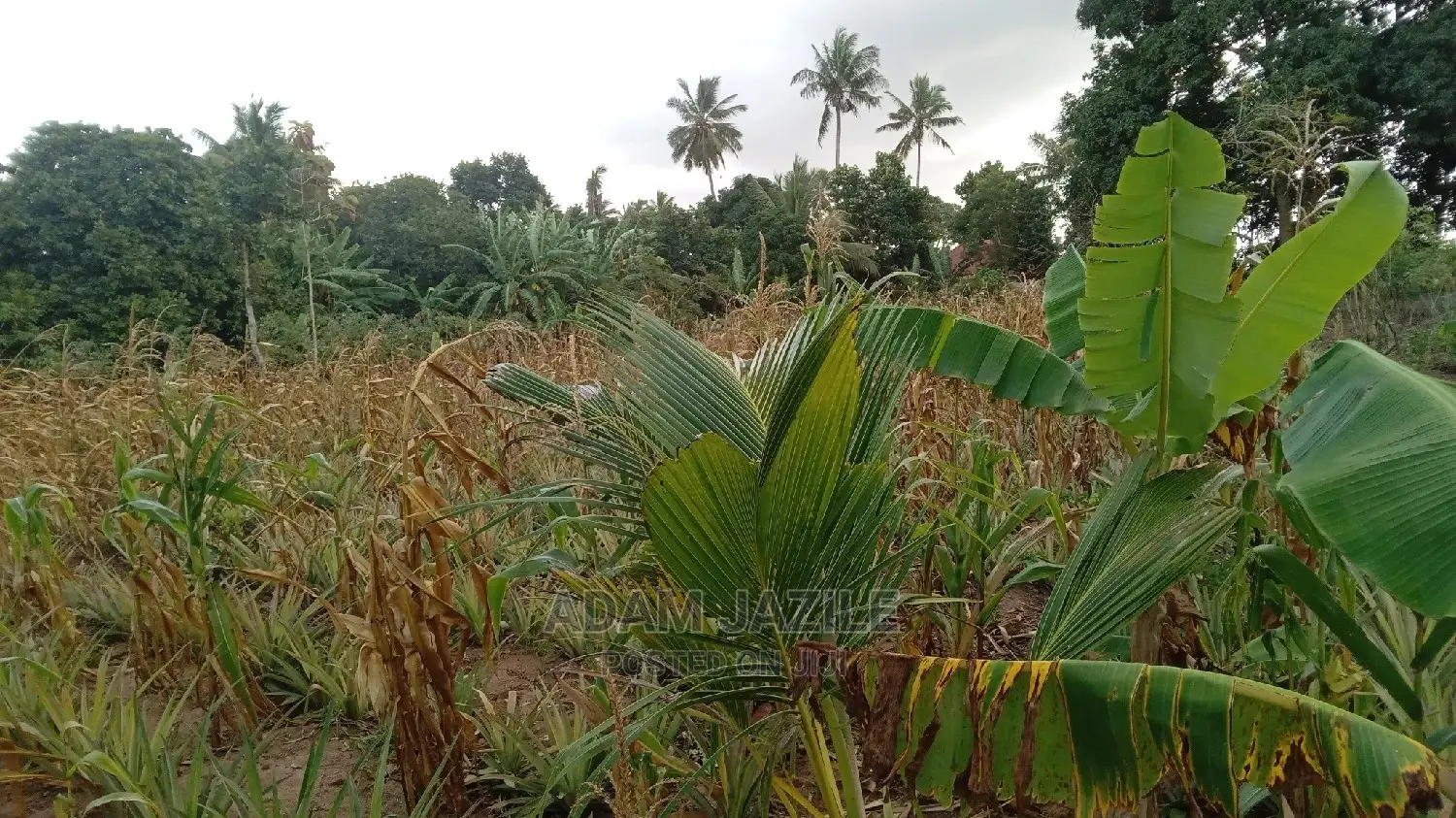 Shamba Linauzwa Kiwangwa Bago