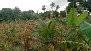 Shamba Linauzwa Kiwangwa Bago