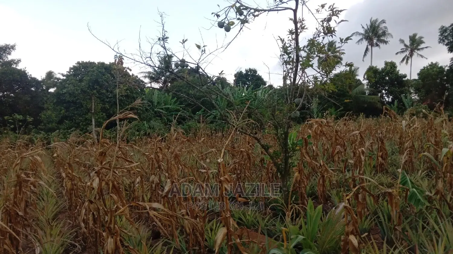 Shamba Linauzwa Kiwangwa Bago