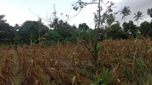 Shamba Linauzwa Kiwangwa Bago