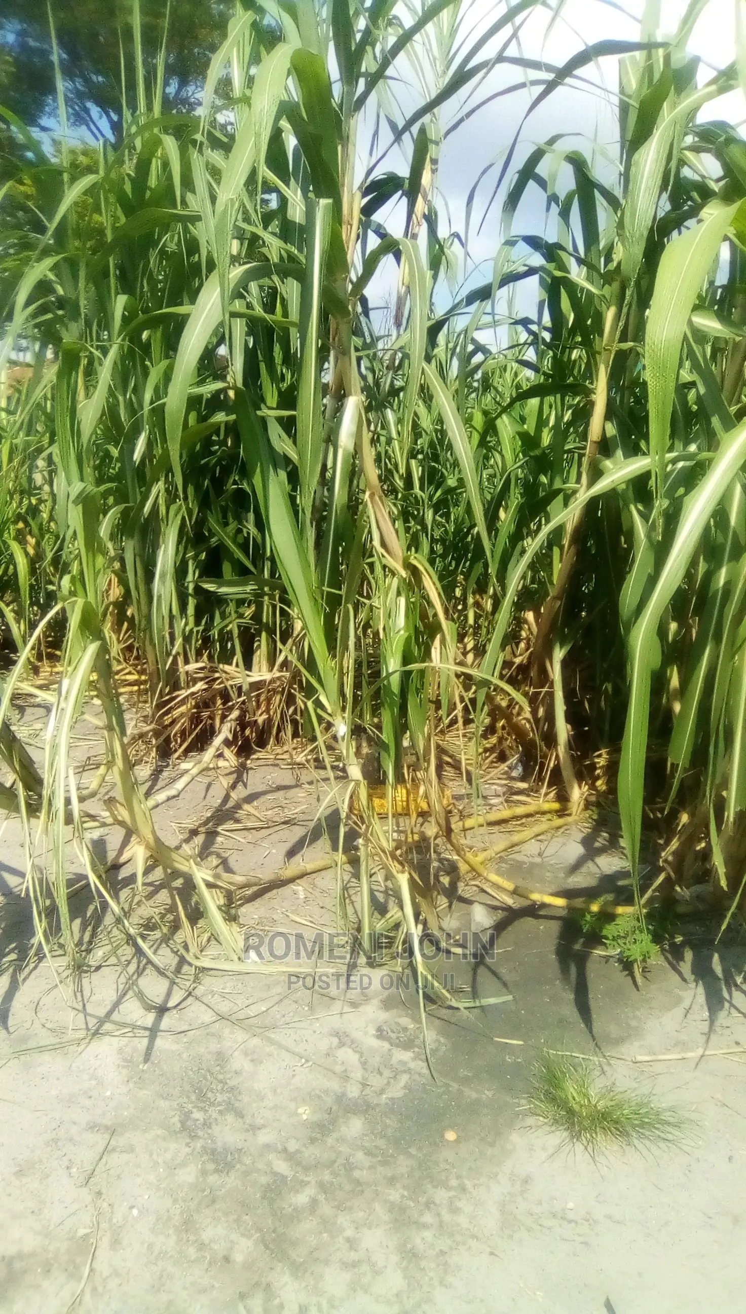 Eneo La Kibiashara Linauzwa Milioni 85.