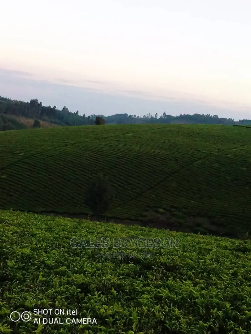 Shamba LA Chai Linauzwa