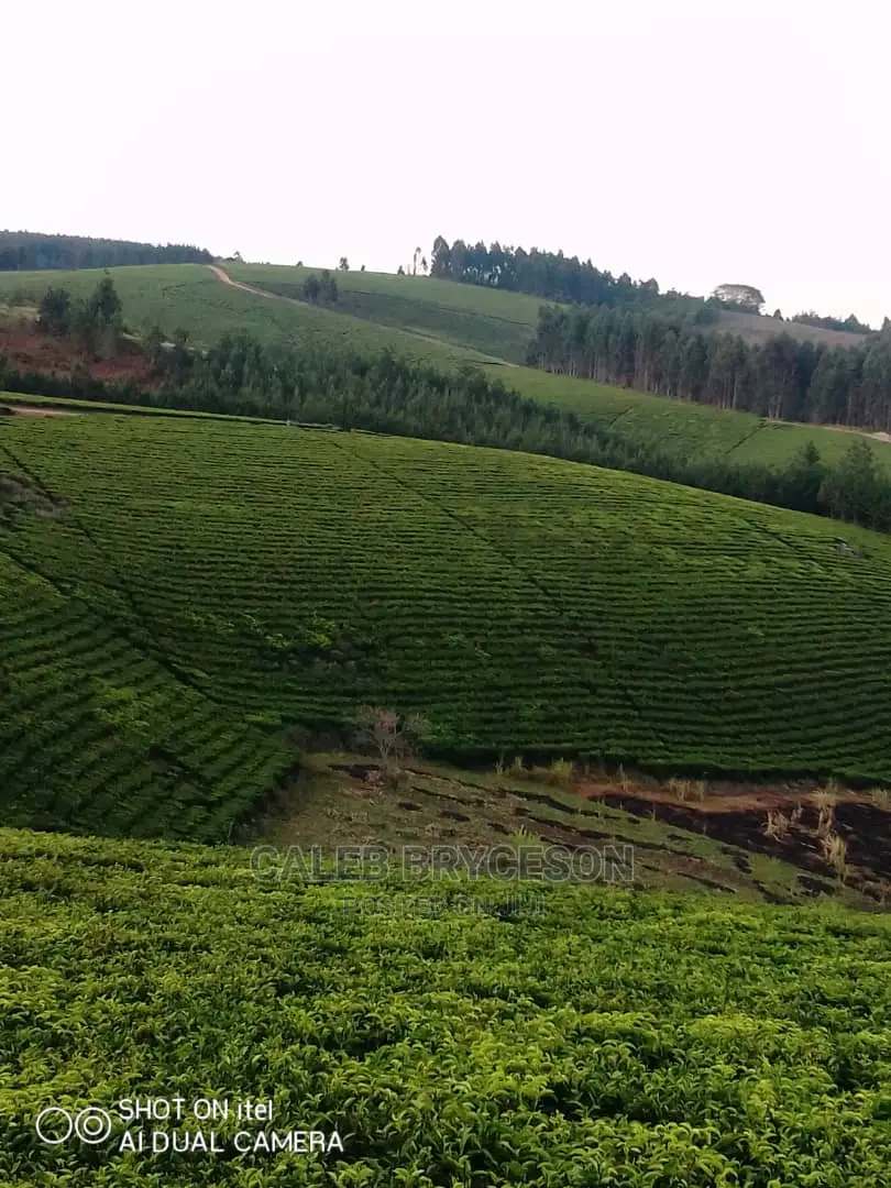 Shamba LA Chai Linauzwa