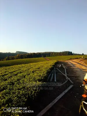 Shamba LA Chai Linauzwa