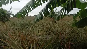 Shamba LA Kulima Mananasi Linauzwa