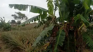 Shamba LA Kulima Mananasi Linauzwa