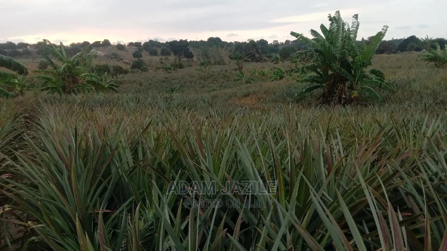 Shamba LA Kulima Mananasi Linauzwa