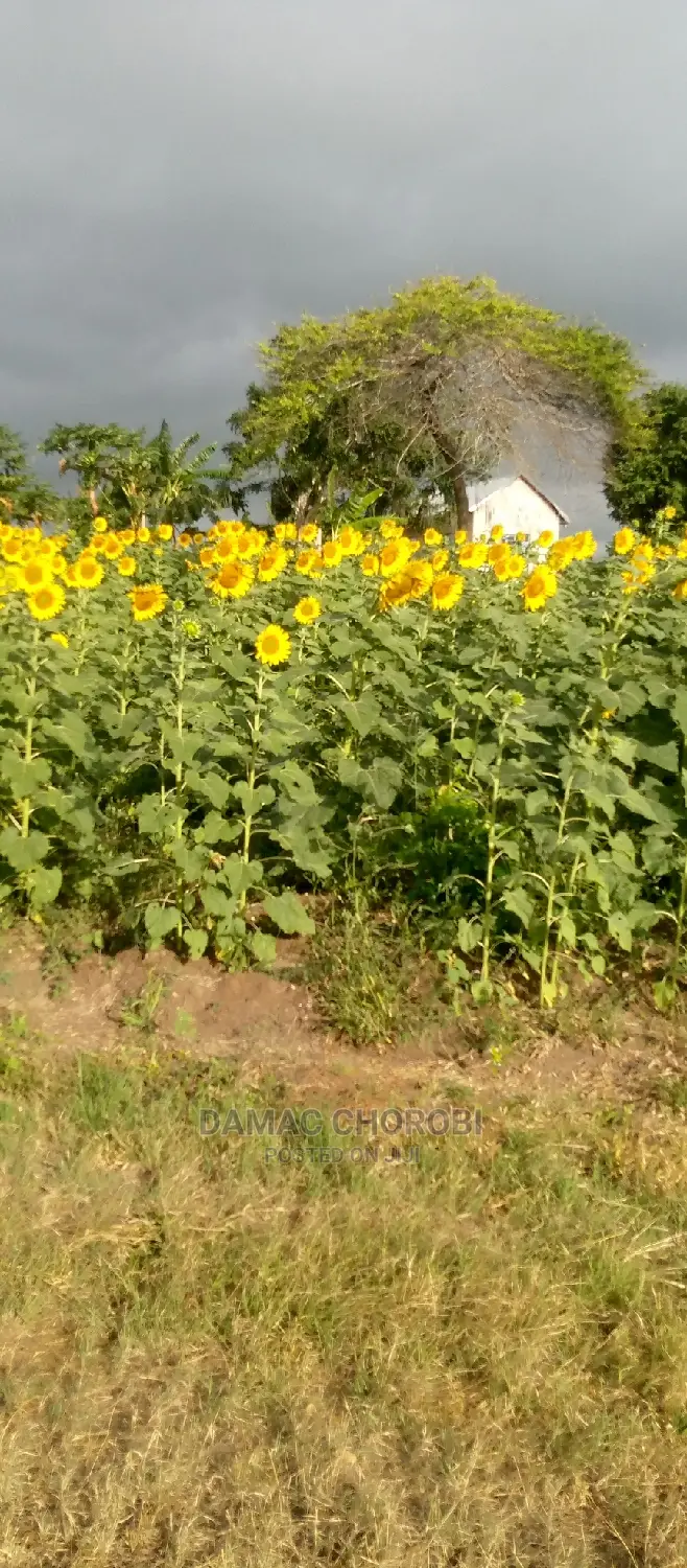Acre 2000 Itigi Singida for Sale