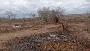 Shamba Linauzwa Kiwangwa Bagamoyo