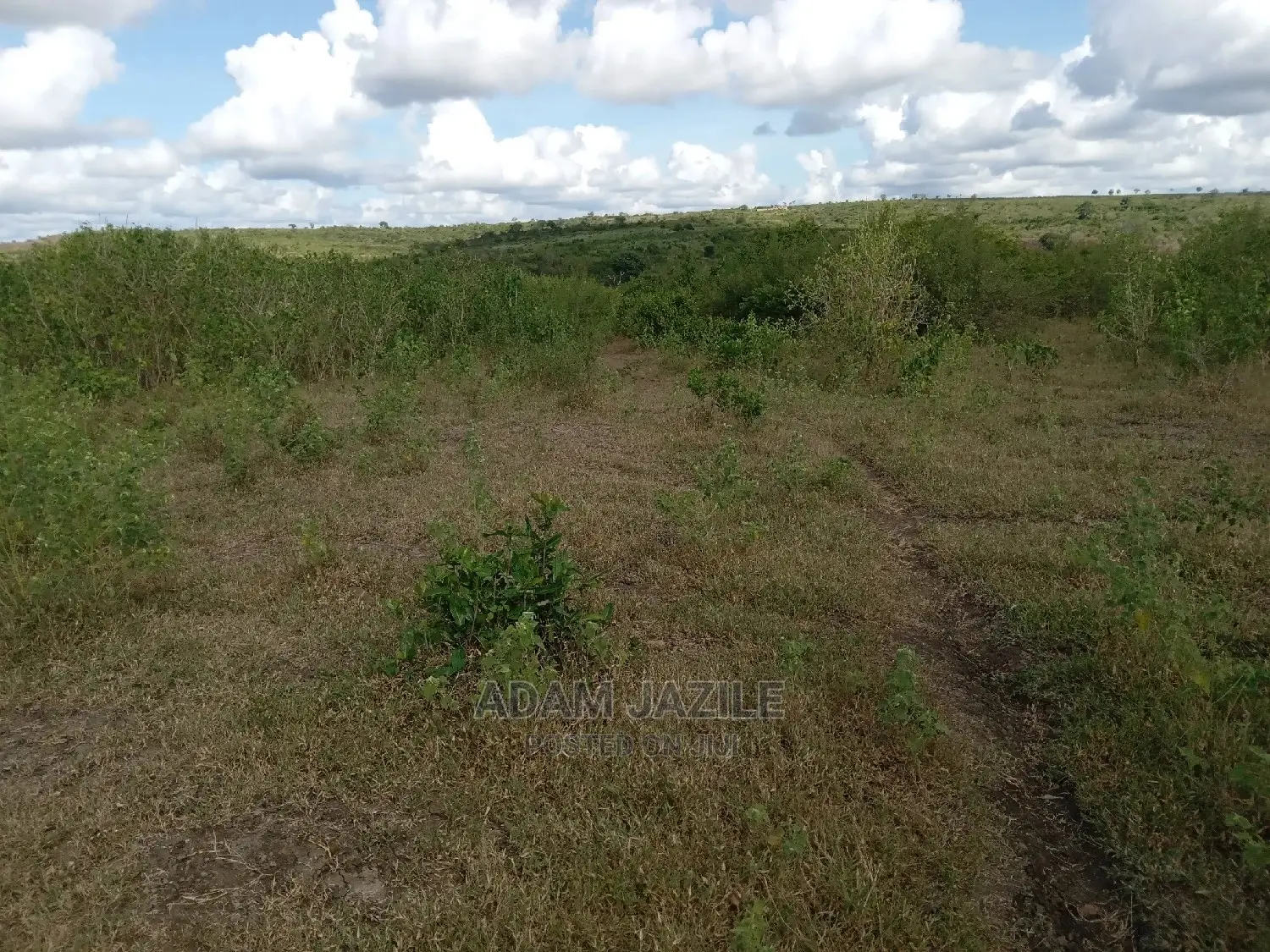 Shamba Linauzwa Kiwangwa Mwetemo