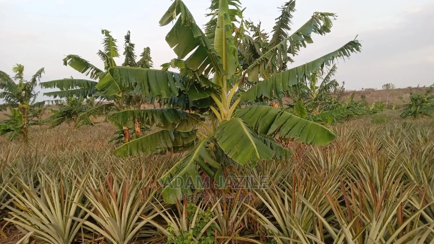 Shamba La Mananasi Linauzwa