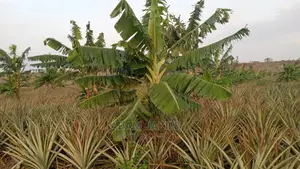 Shamba La Mananasi Linauzwa
