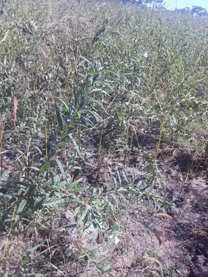 Acre 130 for Sale Ifunda -Iringa