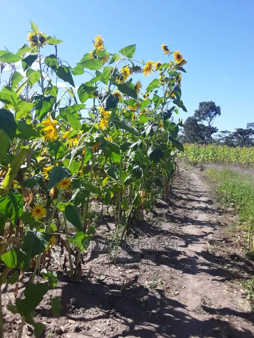 Acre 300 for Sale Loction Iringa