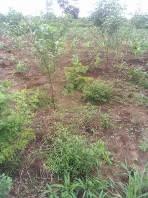 Kiwanja Kinauzwa Kibaha Picha Ya Ndege