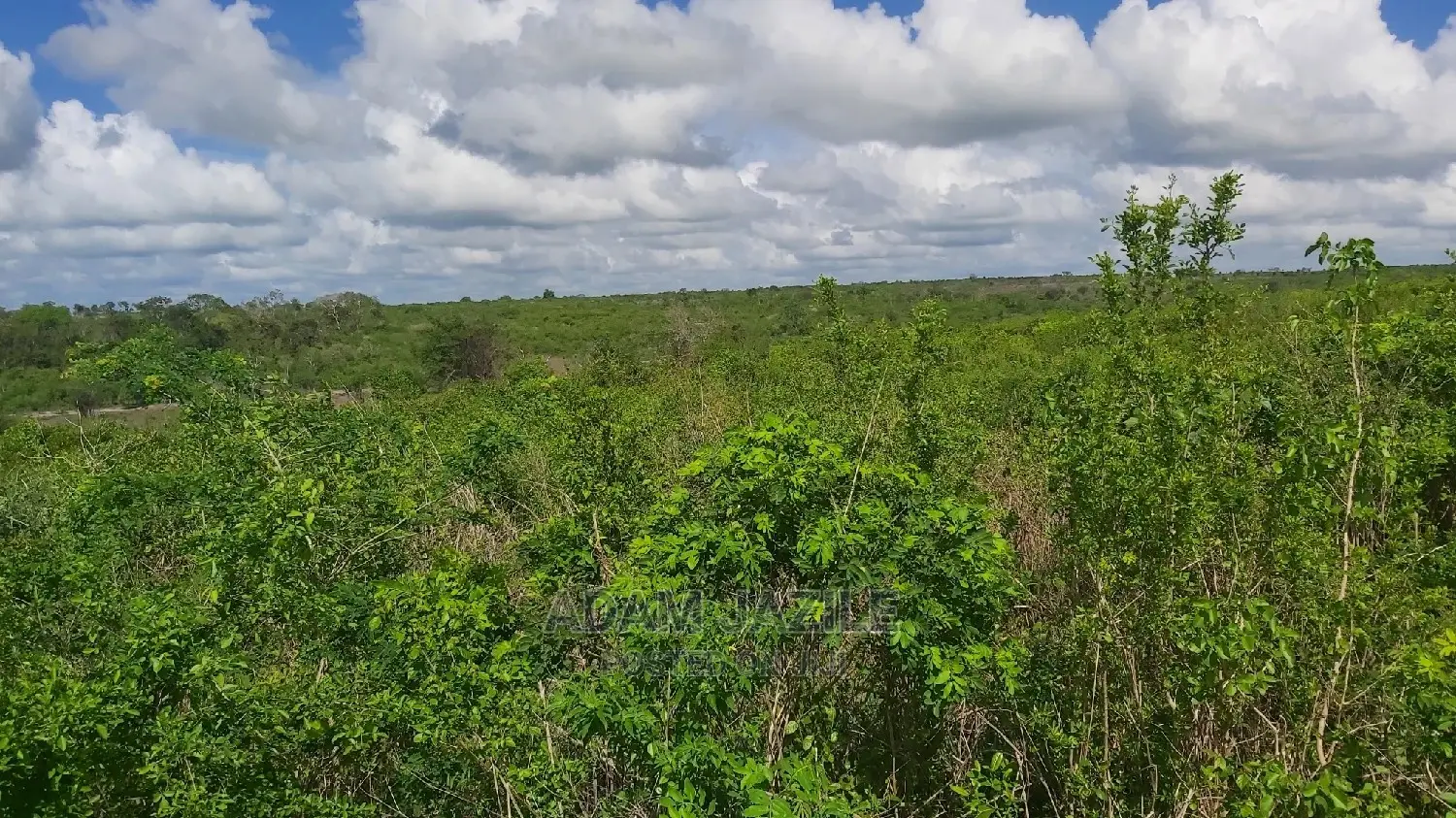 Shamba Linauzwa Mbwewe Ekari 50