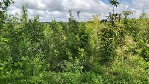 Shamba LA Ekari 100 Linauzwa Mbwewe Chalinze Pwani