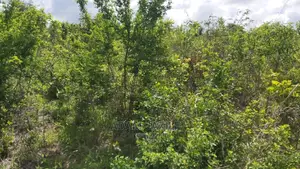 Shamba LA Ekari 100 Linauzwa Mbwewe Chalinze Pwani
