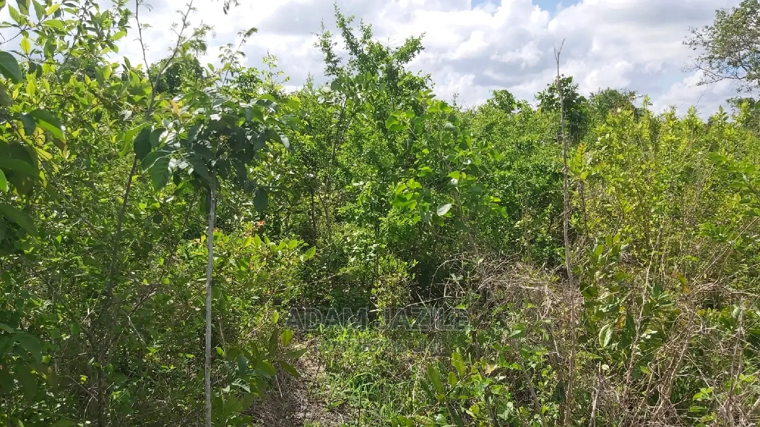 Shamba LA Ekari 100 Linauzwa Mbwewe Chalinze Pwani