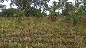 Shamba La Nanasi Ekari 3linauzwa