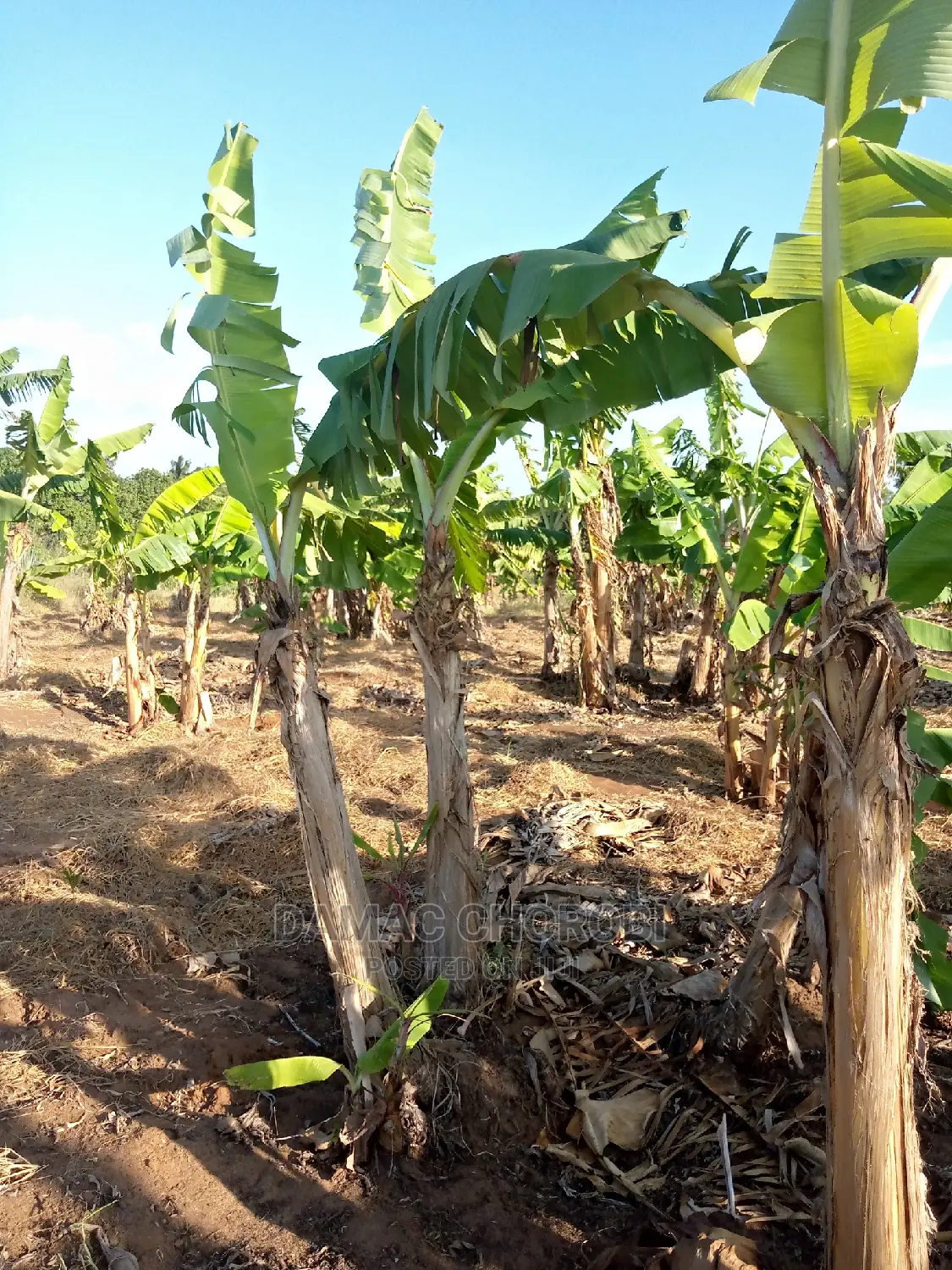 Shamba Bora Kwa Makazi