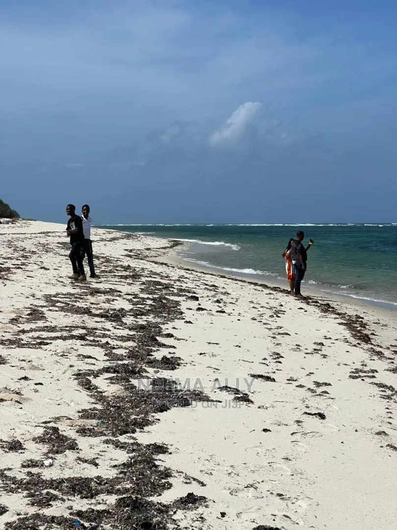 Viwanja Vya Mbutu Karibu Na Bahari