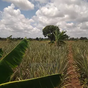 Shamba La Nanasi Ekari 5 La Kuvuna Linauzwa Kiwangwa