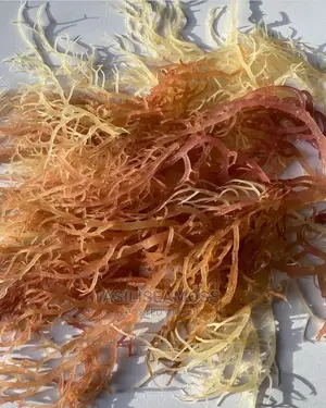 Sea Moss From Sili Sea Moss of East Africa.