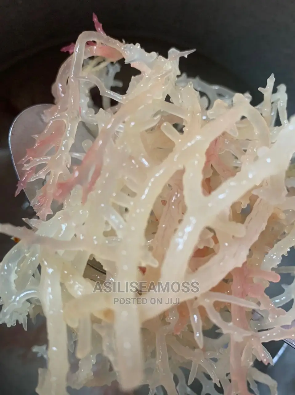 Sea Moss From Sili Sea Moss of East Africa.