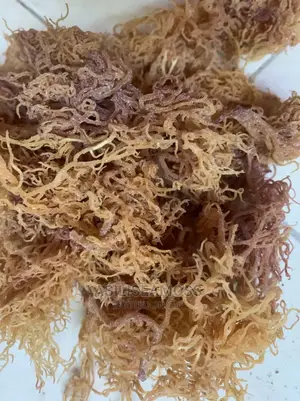 Sea Moss From Sili Sea Moss of East Africa.