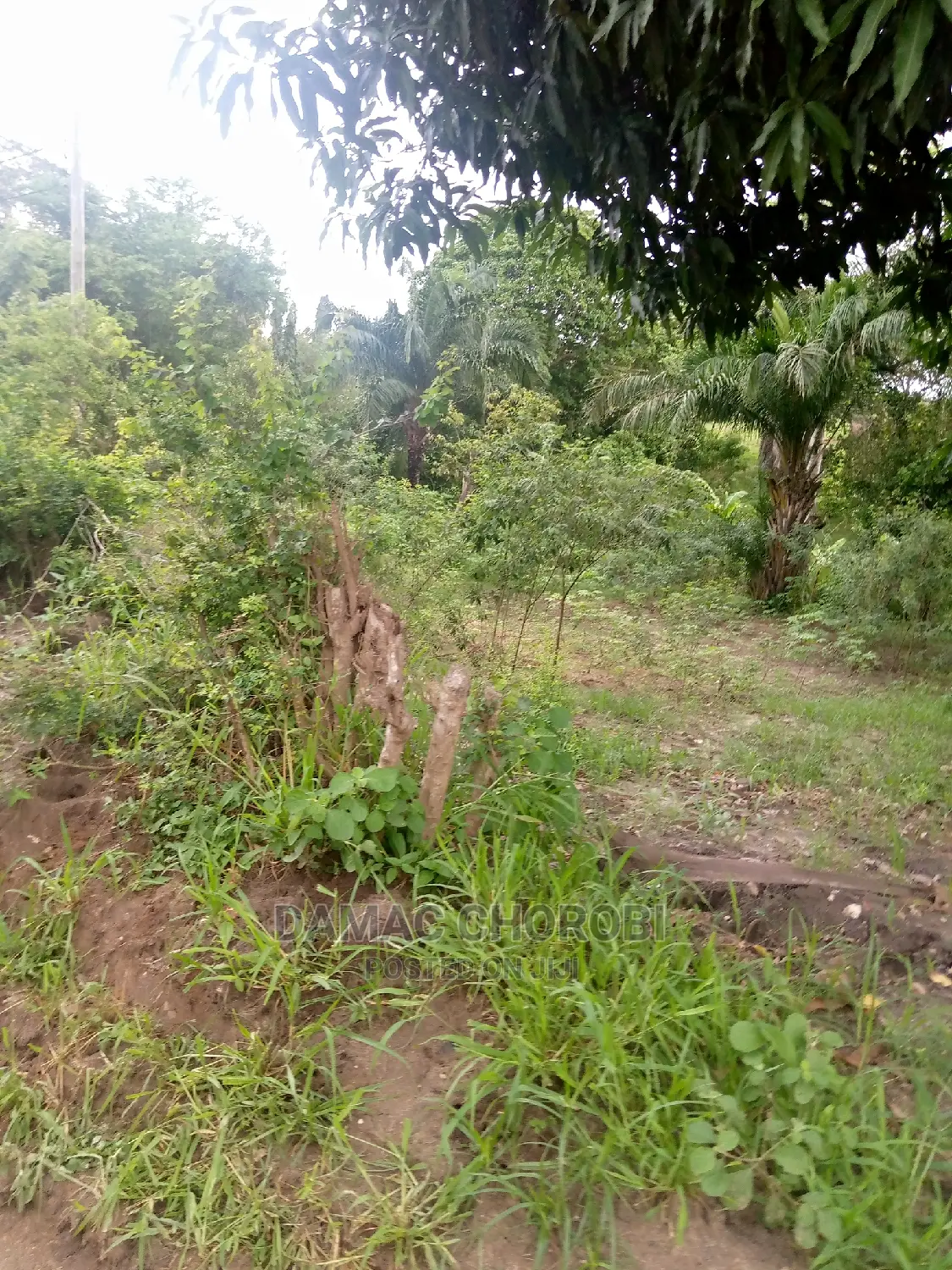 Shamba Kuwa Acre 1500 for Sale Iringa Farmhouse