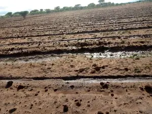 Shamba Linauzwa Heka 100