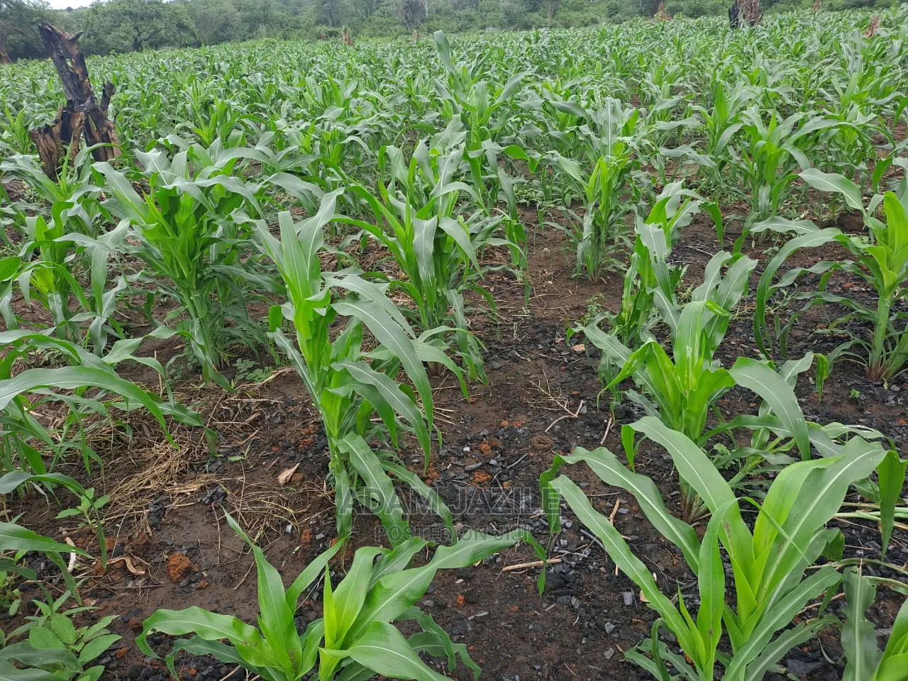 Shamba La Ekari 5 Linauzwa Kiwangwa Mwetemo