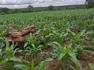 Shamba La Ekari 5 Linauzwa Kiwangwa Mwetemo