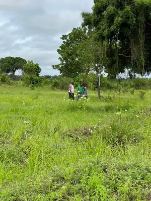 Mbutu Kichangani Karibu Na Bahari 
