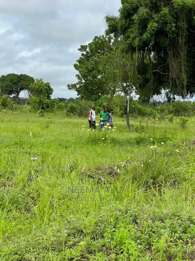 Mbutu Kichangani Karibu Na Bahari 