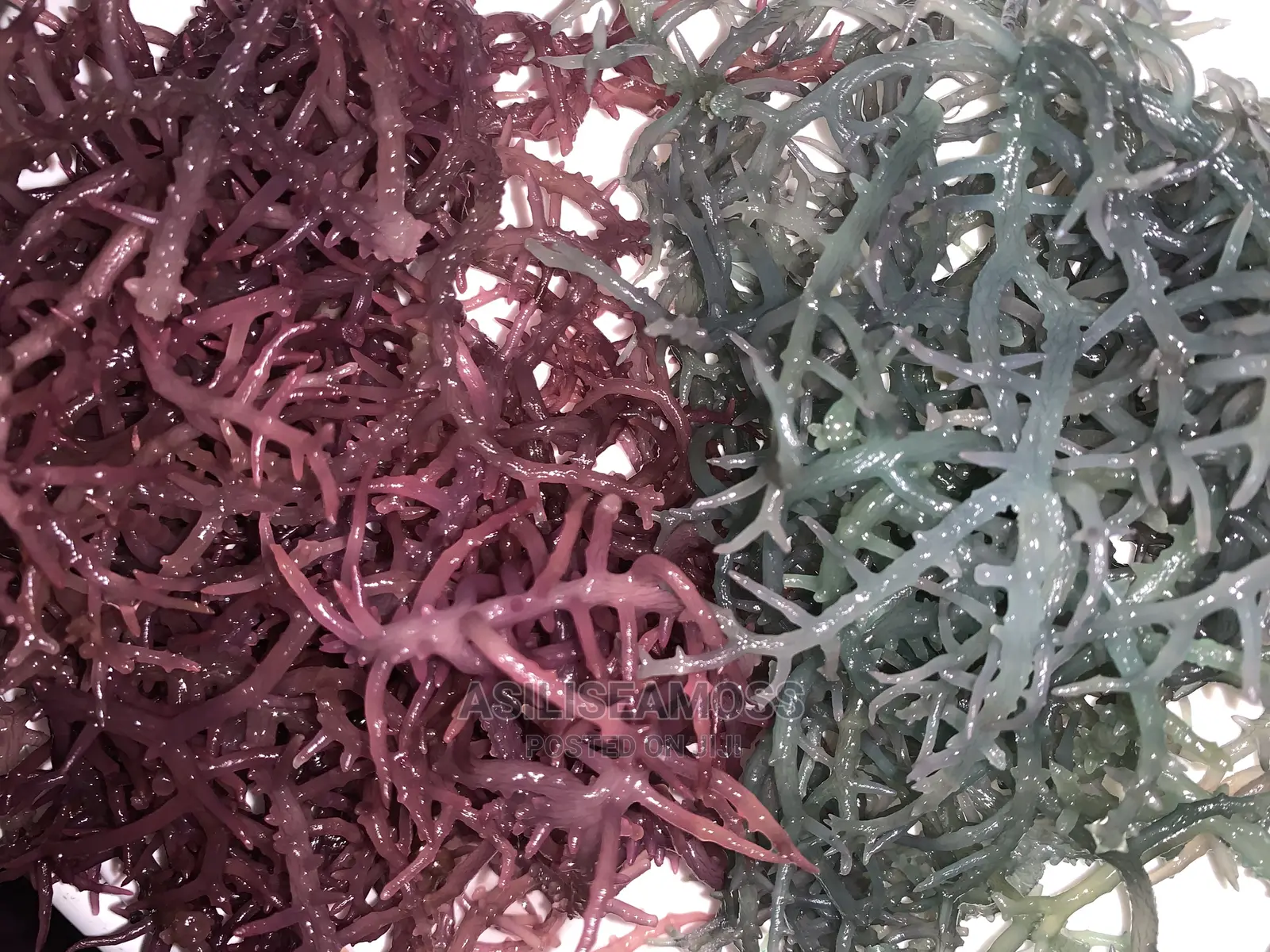 Sea Moss From Sili Sea Moss of East Africa.