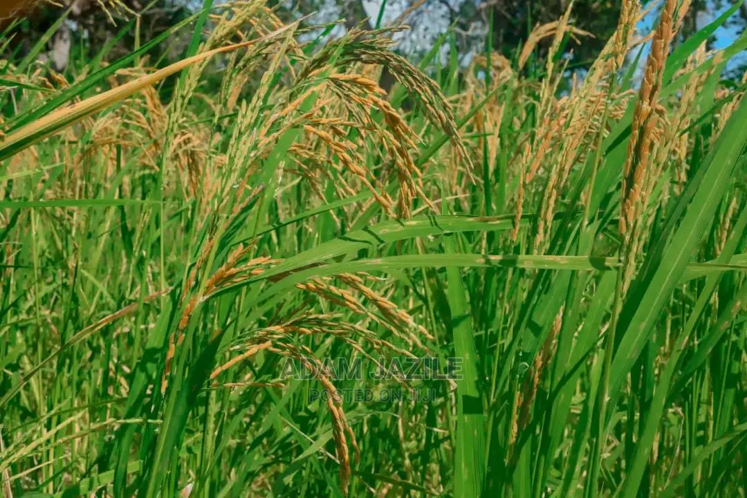 Shamba Lenye Hati Linauzwa Mkuranga