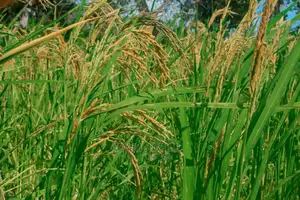 Shamba Lenye Hati Linauzwa Mkuranga