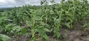 Shamba La Kulima Alizeti Linauzwa Kiwangwa