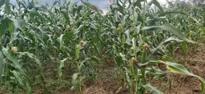 Shamba Linauzwa Bago Kiwangwa