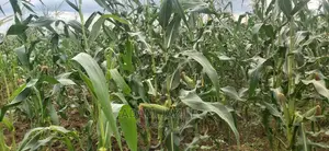 Shamba Linauzwa Bago Kiwangwa