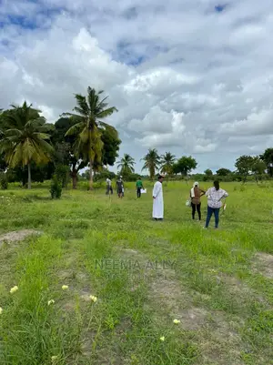 Kigamboni Mbutu McHikichini