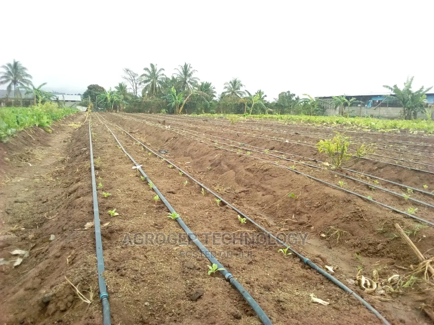 Drip Tape Irrigation