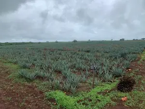Sisal Farm at Pangani