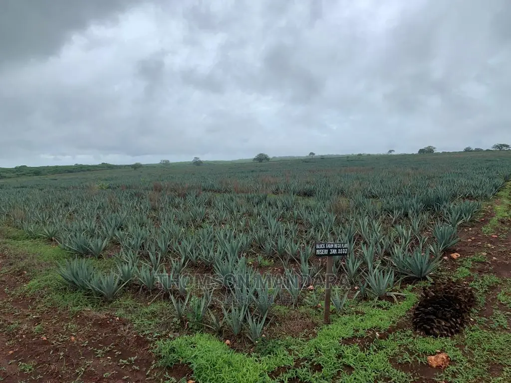 Sisal Farm at Pangani in Tungamaa Land & Plots for Sale, Thomson