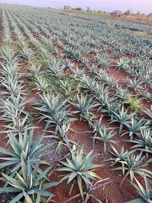 Sisal Farm at Pangani