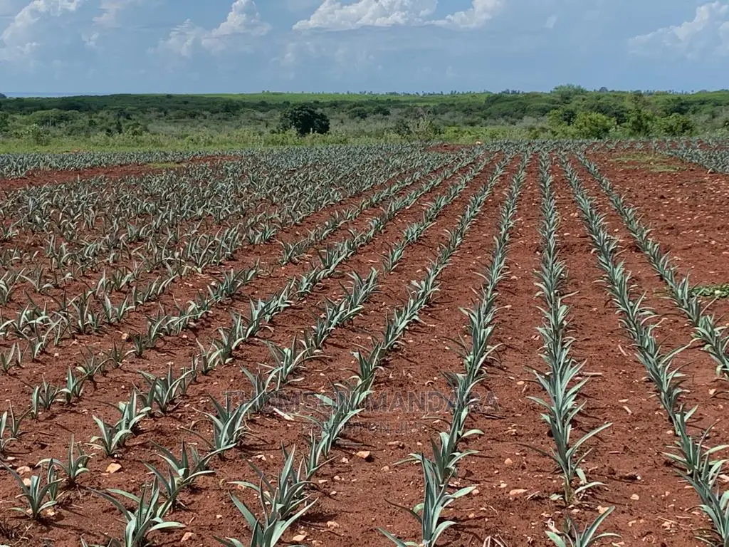 Sisal Farm at Pangani