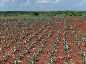 Sisal Farm at Pangani