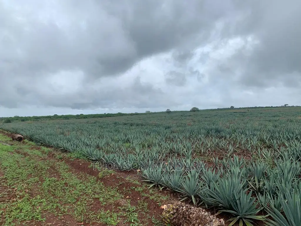 Sisal Farm at Pangani